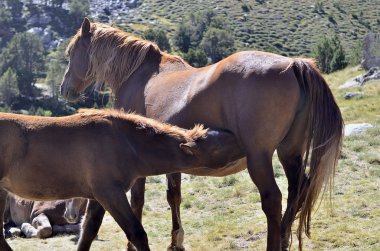 onun colt ile bir at