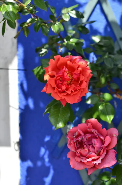 Fleur sur Burano — Photo