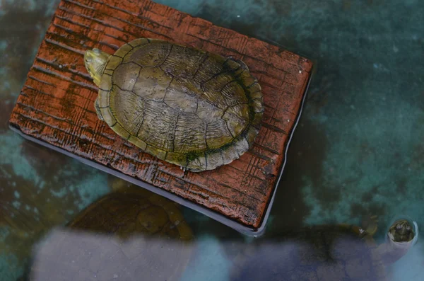 Siesta sırasında kaplumbağalar