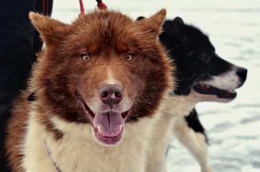 buz üzerinde iki husky köpek