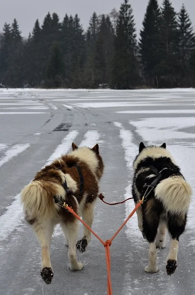 Zwei Huskys auf dem Eis — Stockfoto