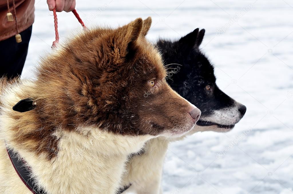 氷の上の 2 つのハスキー犬 ストック写真 C Xvarnaud 氷の上の 2 つのハスキー犬 ストック写真 C Xvarnaud