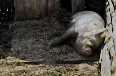 Ahırda uyuyan dev domuz