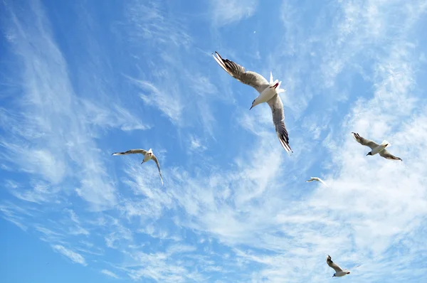 Martılar gökyüzünde uçuyor