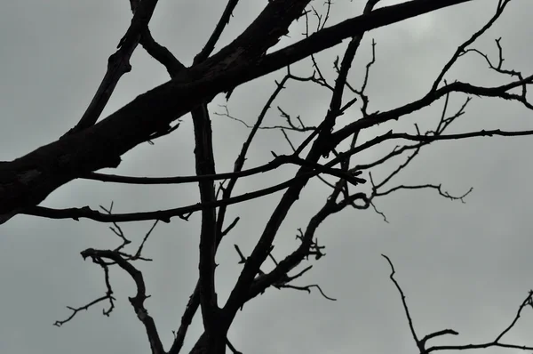 Branches d'arbres sombres avec ciel gris lunaire à l'arrière-plan — Photo