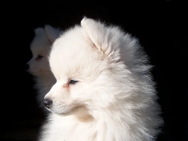 Cabezas de perro blanco —  Fotos de Stock