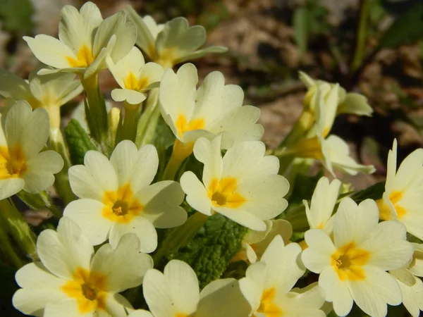 Primula vulgaris — Stock Photo, Image