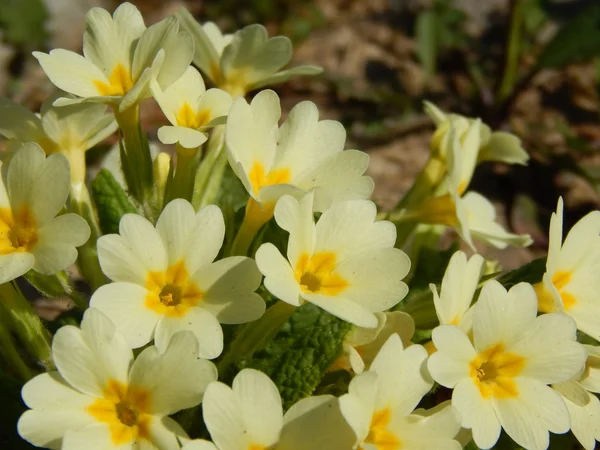 Primula vulgaris — Fotografia de Stock