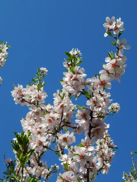 Floración de primavera Imagen De Stock