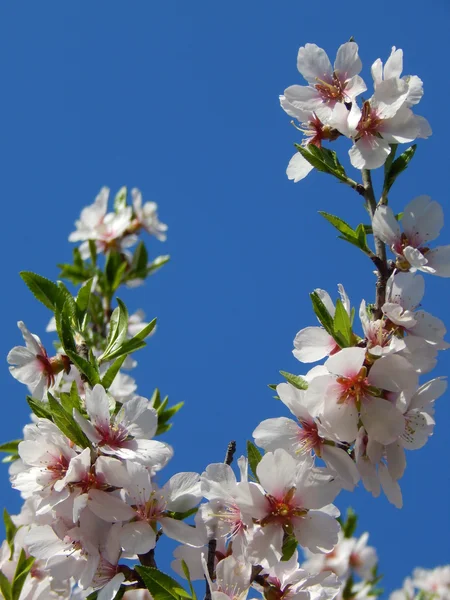 Våren Blom Stockbild