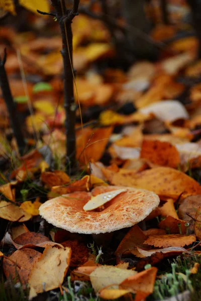 Os cogumelos crescem na floresta — Fotografia de Stock