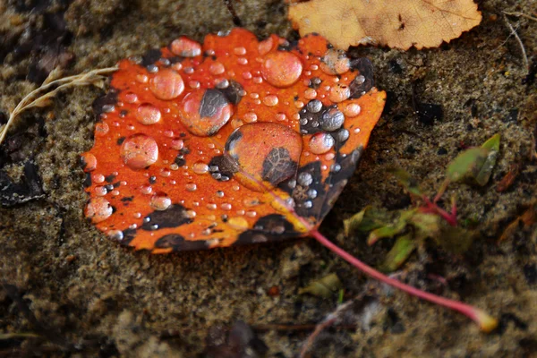 Sarı sonbahar yaprak ile çiy damlaları — Stok fotoğraf