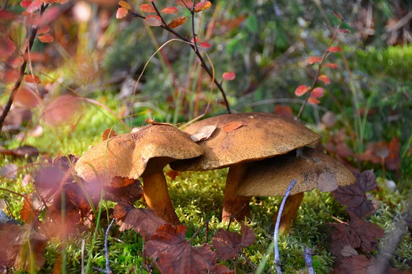 Metsän sienet. — kuvapankkivalokuva