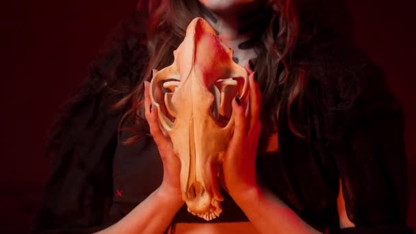 Хэллоуинская колдунья Калавера с черными ногтями поднимает череп волка с зубами — стоковое видео