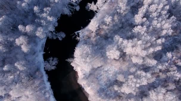 Воздушное видео зимнего пейзажа. Белоснежные деревья. Утки плавают в реке — стоковое видео