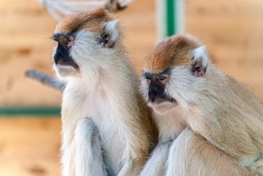 Hayvanat bahçesinde iki maymun