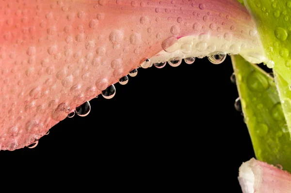 Drops Water Hanging Pink Gladiolus Petal Close Black Background — Stockfoto