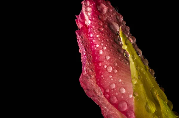 Pink Bud Gladiolus Drops Water Close Black Background — Stockfoto