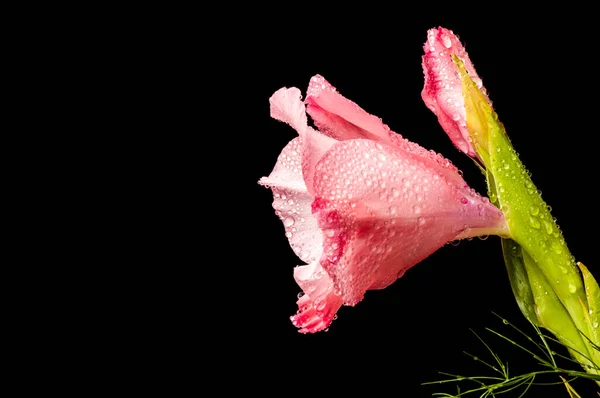 Pink Gladiolus Flower Drops Water Close Black Background — Stok fotoğraf