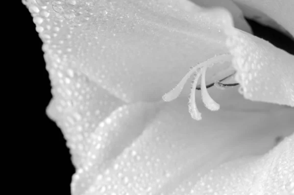 Gladiolus Flower Drops Water Close Black Background Black White Photo — Stockfoto