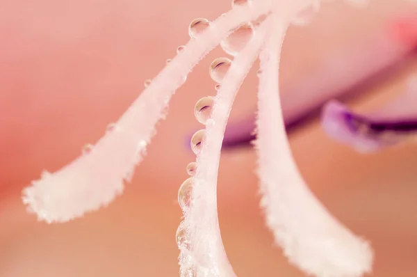 Gladiolus Pistils Water Drops Close — Fotografia de Stock