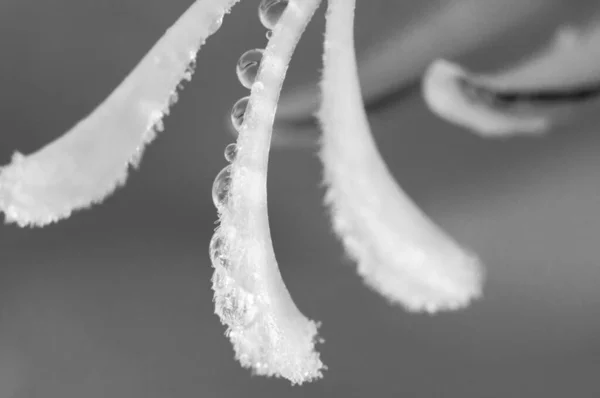 Gladiolus Pistils Water Drops Close Black White Photo — ストック写真