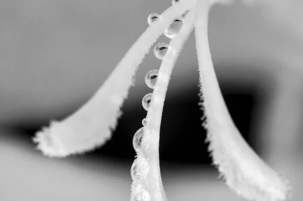 Gladiolus Pistils Water Drops Close Black White Photo — ストック写真