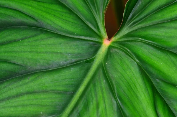 Vackra Philodendron Plowmanii Svart Ansikte — Stockfoto