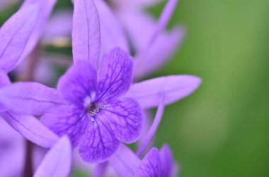 Kapat Güzel zımpara kağıdı sarmaşığı