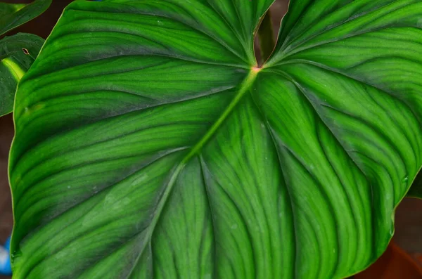 Duży Piękny Liść Philodendron Prowmanii — Zdjęcie stockowe