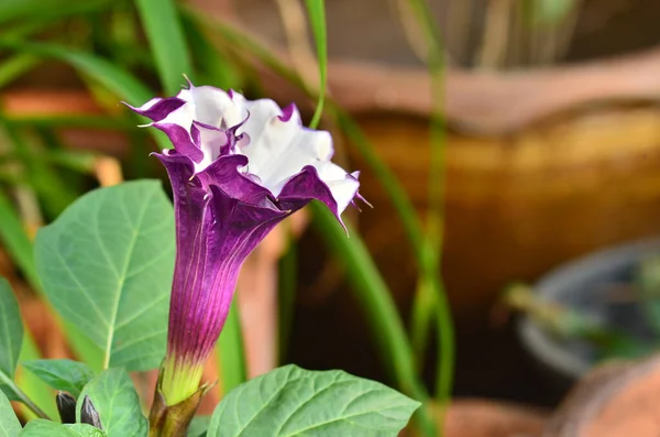Hermosa Flor Luna Violeta Jardín —  Fotos de Stock