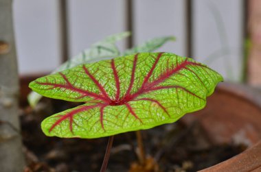 Bahçemde güzel Caladium biicolor yaprağı