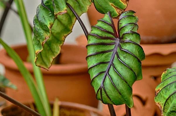 Gyönyörű Colocasia Fáraó Maszk Természetben — Stock Fotó