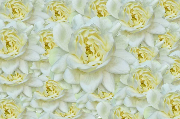 Bellissimo Sfondo Bianco Jasminum Fioritura — Foto Stock