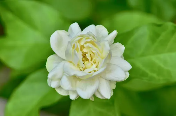 Schöne Weiße Jasminblüte Garten — Stockfoto