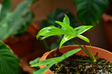 Philodendron Florida Esrarın içinde Hayalet