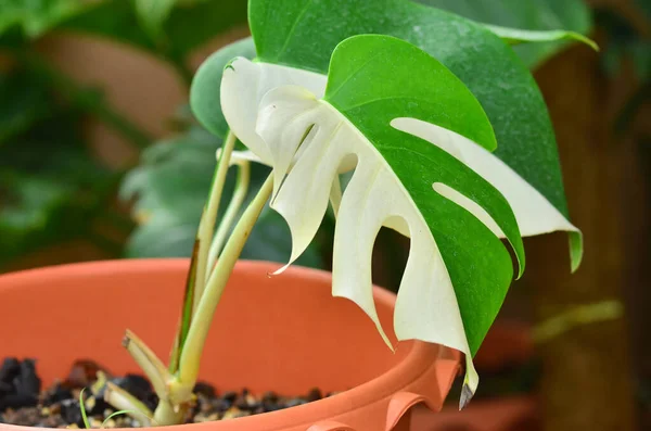 Fresh Monstera Albo Japan Leaf Pot — Stock Photo, Image