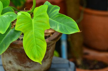 Taze filodendron Altın keman kabı