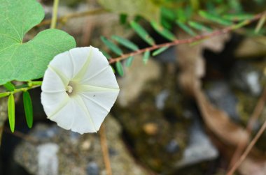 Tarlada güzel beyaz çimen çiçeği