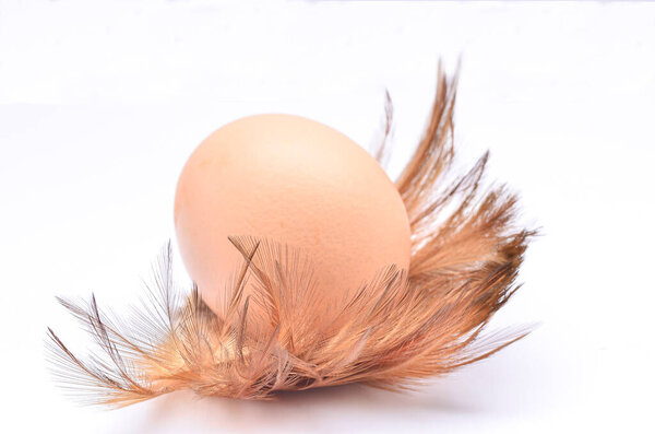 Chicken eggs with feathers on white background