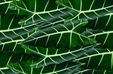 Taze alocasia frydek yaprağı arkaplanı