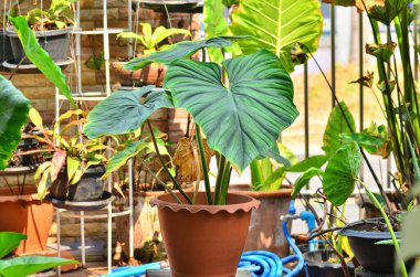 Otun içindeki güzel filodendron saban manyağı siyah yüz