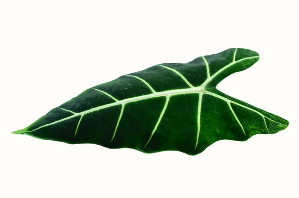 Verse Alocasia Frydek Blad Witte Achtergrond — Stockfoto