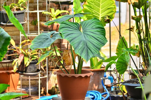 Otun içindeki güzel filodendron saban manyağı siyah yüz