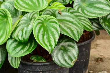 Karpuz peperomisi kara tencerede bahçemde.