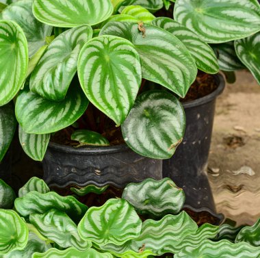 Siyah kapta karpuz peperomisi. Bahçemin yansıması.