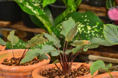 Kil kabında homalomena aromatica