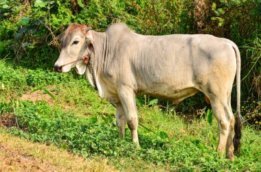 Yerli inekler tarlalarda yaşar.