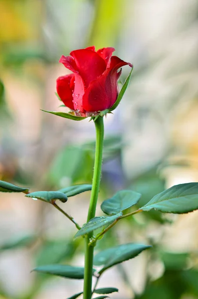 Rote Rosenknospen Werden Blühen — Stockfoto