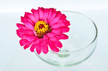 Bardakta pembe Zinnia çiçekleri
